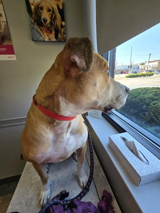 VetMED Veterinary Hospital 4
