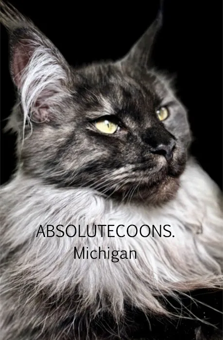Absolutecoons mainecoons michigan 1