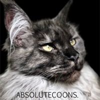 Absolutecoons mainecoons michigan ico