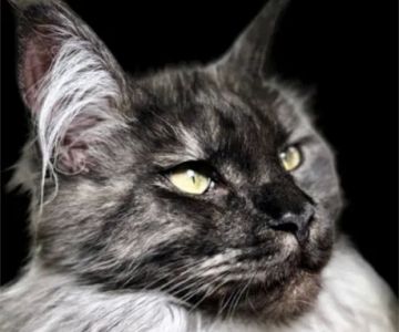 Absolutecoons mainecoons michigan