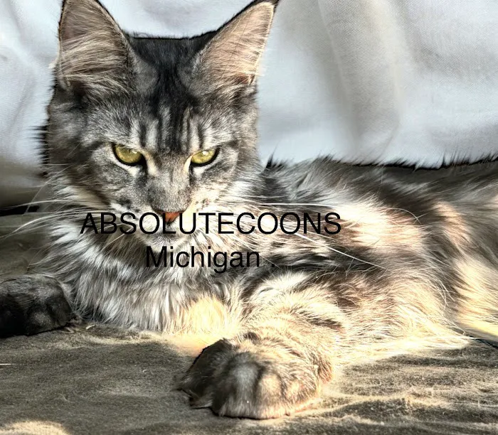 Absolutecoons mainecoons michigan 2