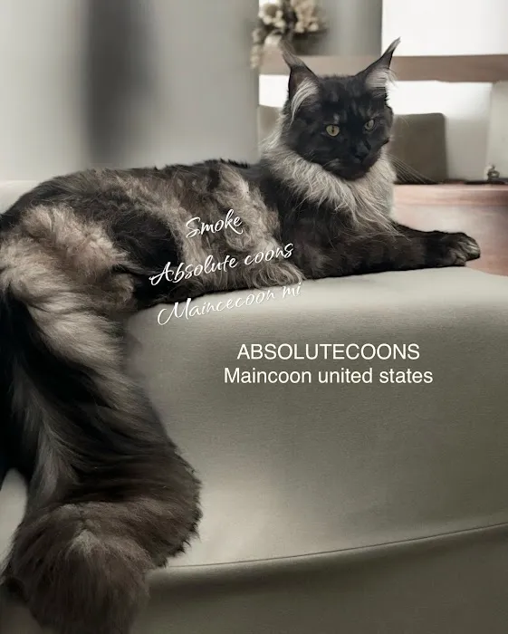 Absolutecoons mainecoons michigan 10