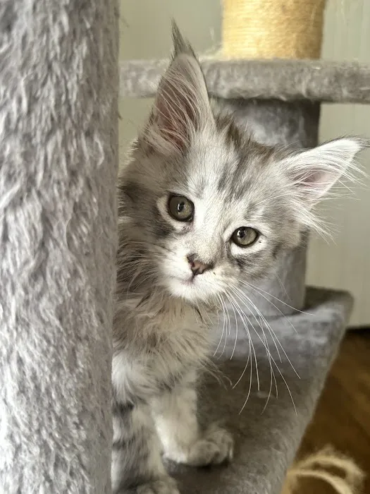 Absolutecoons mainecoons michigan 6