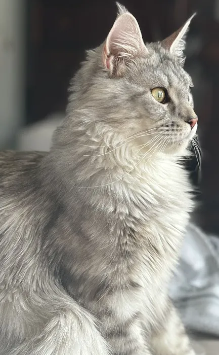 Absolutecoons mainecoons michigan 3