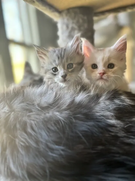 Absolutecoons mainecoons michigan 4