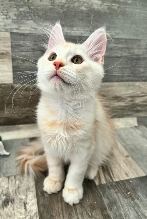 Absolutecoons mainecoons michigan 8