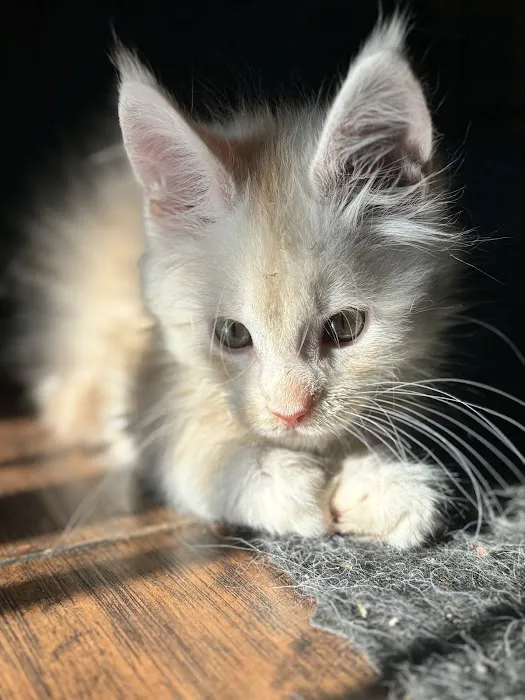 Absolutecoons mainecoons michigan 7