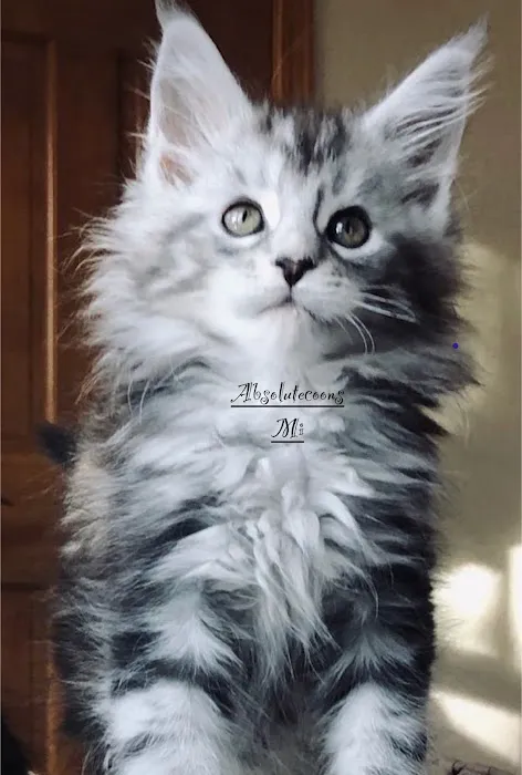 Absolutecoons mainecoons michigan 9