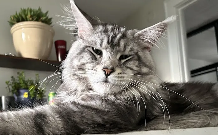 Absolutecoons mainecoons michigan 5