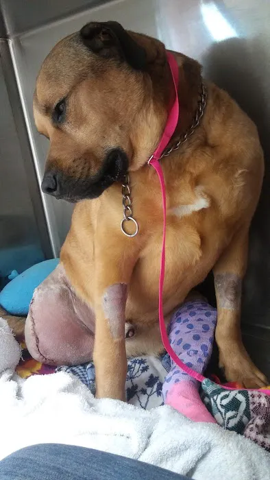 Eascor Animal Hospital 12
