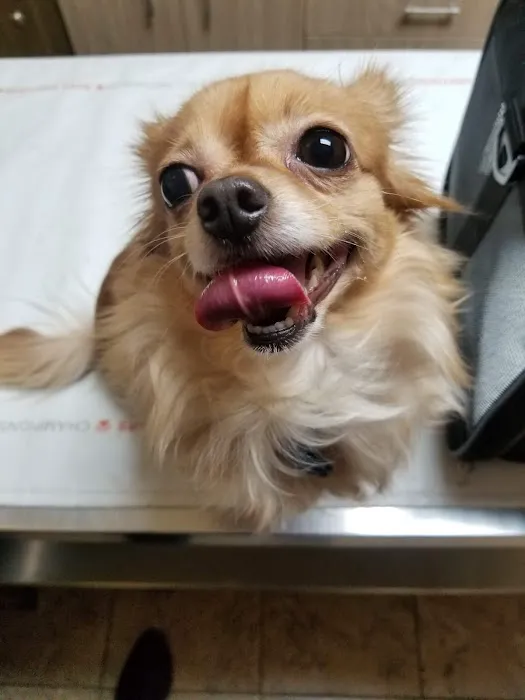 Eascor Animal Hospital 12