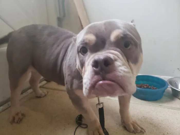Eascor Animal Hospital 12
