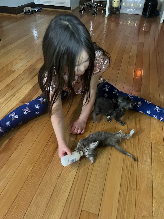 Michigan Maine Coons 9