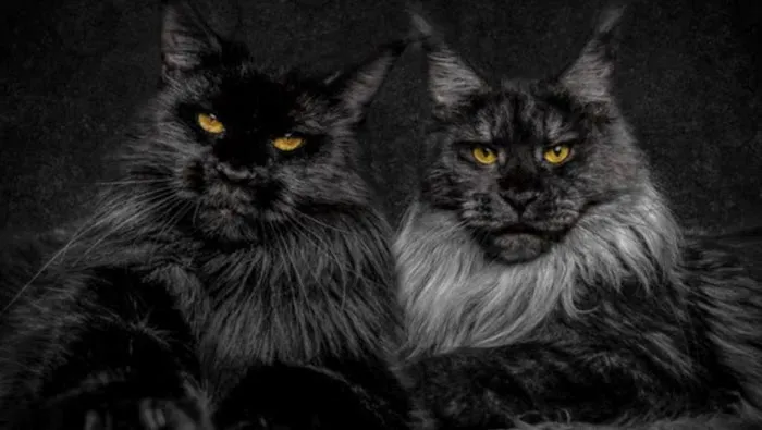 Michigan Maine Coons 2