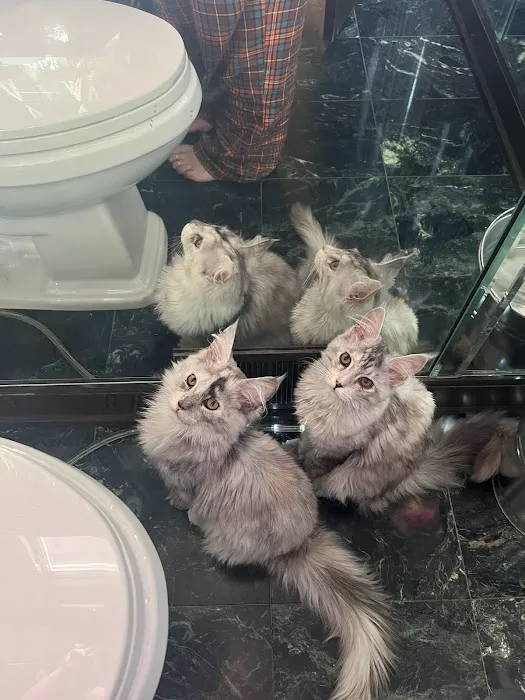 Michigan Maine Coons 8
