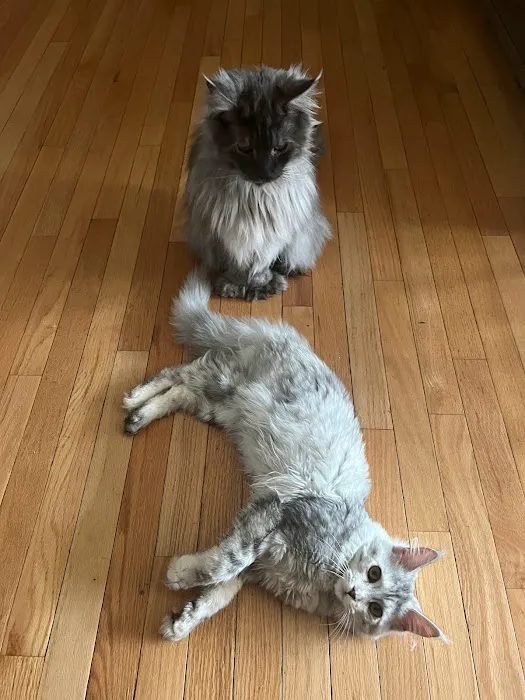 Michigan Maine Coons 6