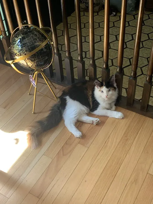 Michigan Maine Coons 3
