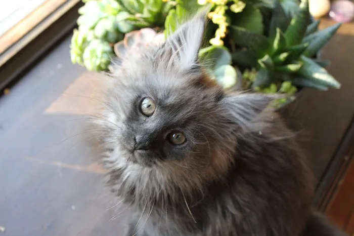 Michigan Maine Coons 4
