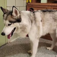 Veterinary Medical Hospital ico