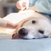 Pet Care Plus ico