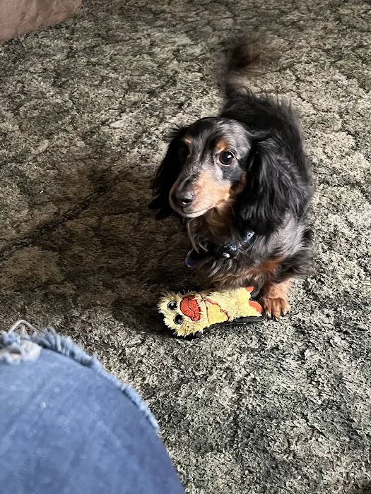 Pet Care Plus 6