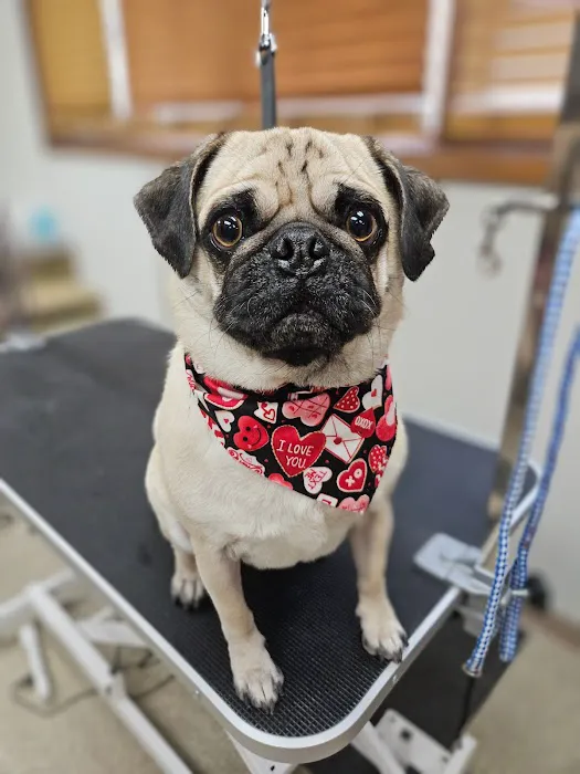 Pierson Pet Hospital 3
