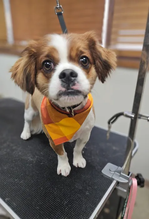 Pierson Pet Hospital 8