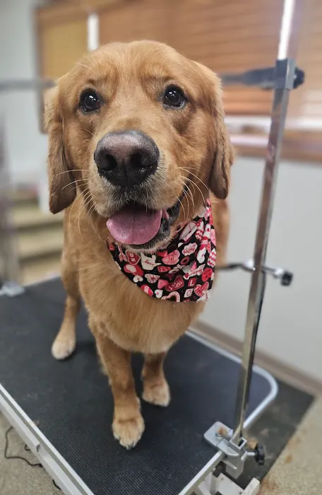 Pierson Pet Hospital 1