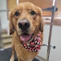Pierson Pet Hospital ico