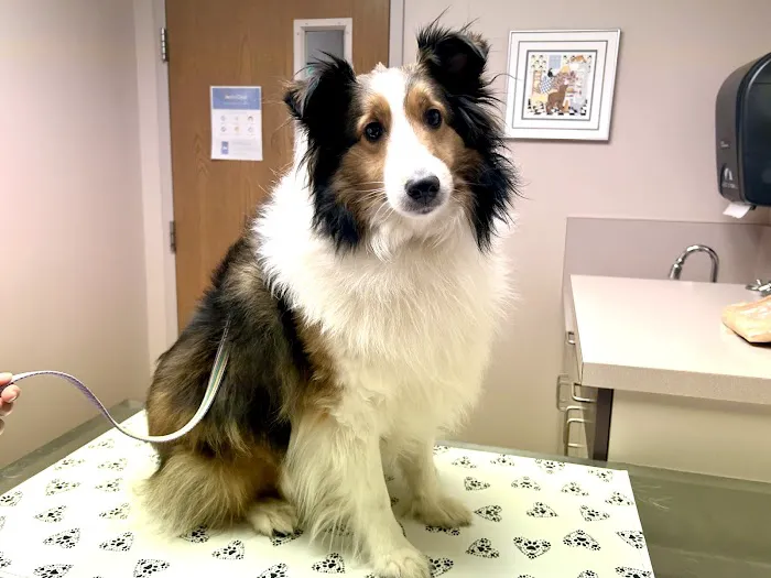 Pierson Pet Hospital 9