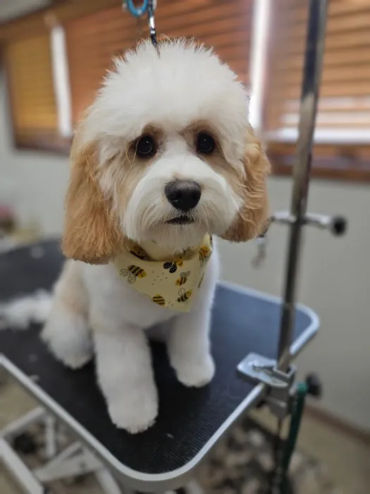 Pierson Pet Hospital 7