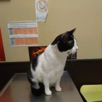 Alpine Animal Hospital ico