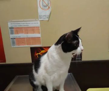Alpine Animal Hospital