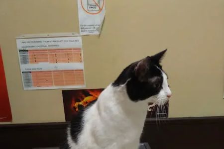 Alpine Animal Hospital