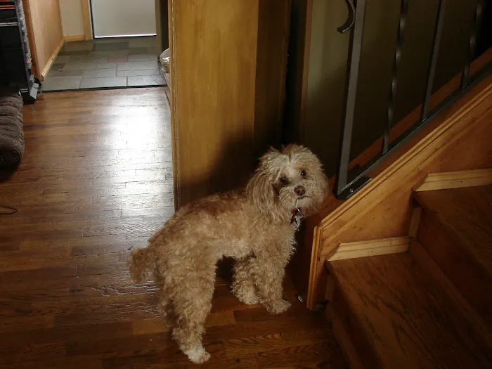 Alpine Animal Hospital 3