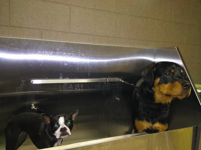 Davison Veterinary Hospital: Mc Fall Susan G DVM 2