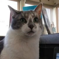 Davison Veterinary Hospital: Mc Fall Susan G DVM ico