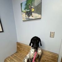 Dunckel Veterinary Hospital ico