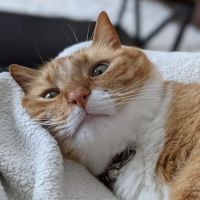 Animal Emergency Hospital ico