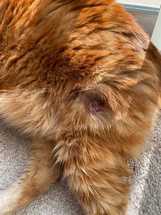 Animal Emergency Hospital 12
