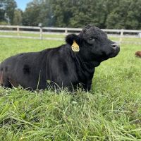 Lakeview Veterinary Services ico