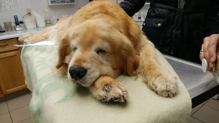 Pleasant View Animal Clinic 7