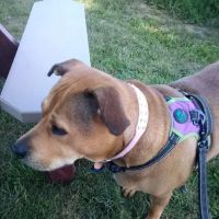 Pleasant View Animal Clinic ico