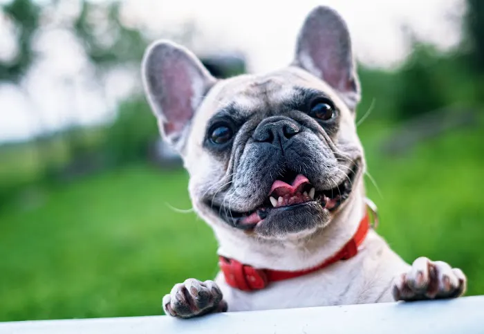 19 Mile Veterinary Hospital 1