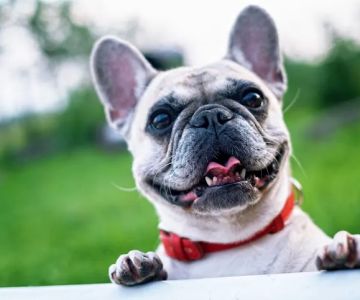 19 Mile Veterinary Hospital