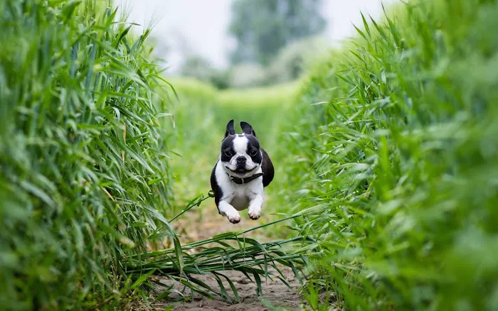 19 Mile Veterinary Hospital 6