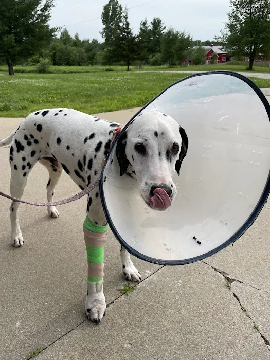 Greenville Animal Hospital 6