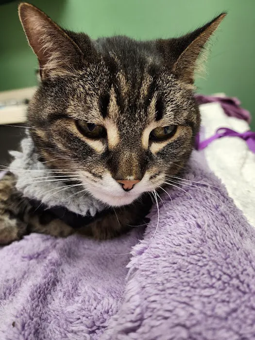 Greenville Animal Hospital 9
