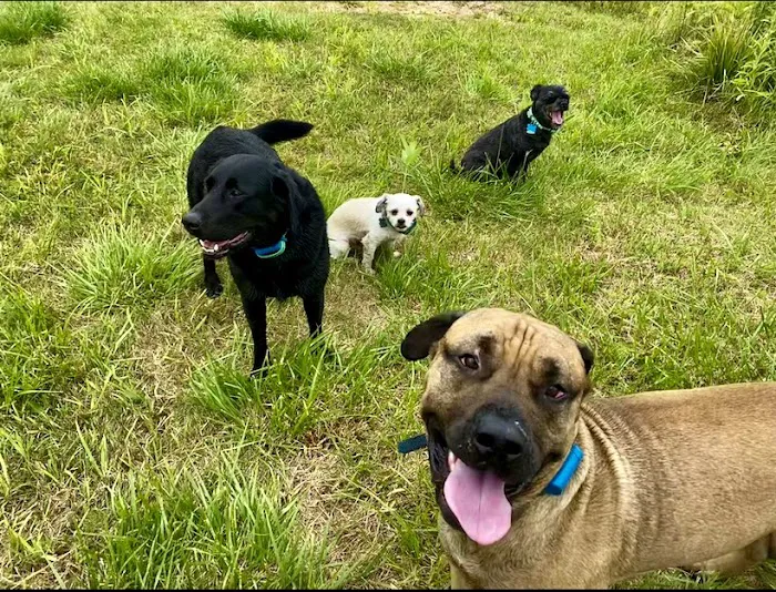 Greenville Animal Hospital 7