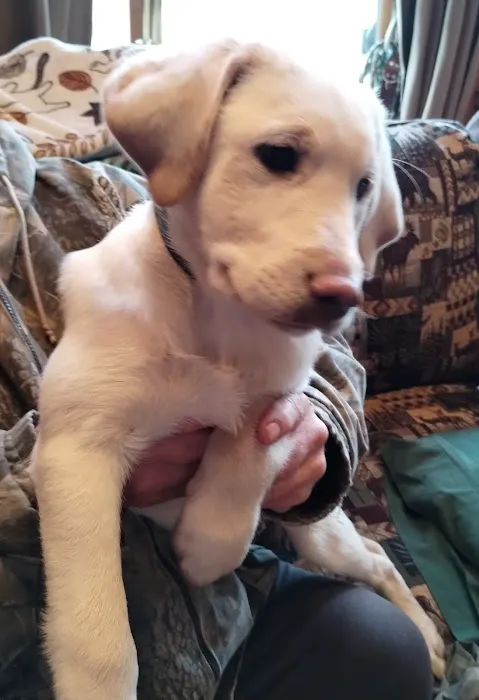 Greenville Animal Hospital 2
